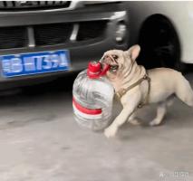 狗狗靠捡瓶存款过万狗狗靠捡瓶存款过万，一只狗的励志故事与SEO洞察
