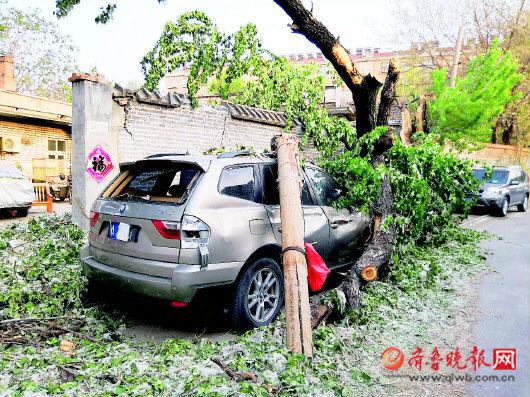古树砸扁宝马 林业局：车主也有错古树倒塌砸扁宝马，林业局，车主也有责任