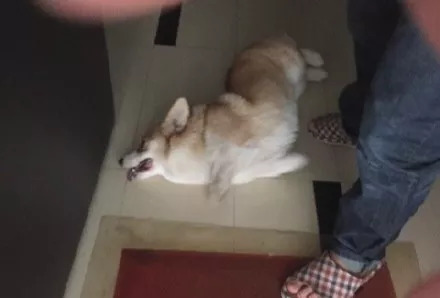 不满狗叫投毒获刑因不满狗叫而投毒行为的法律制裁与反思